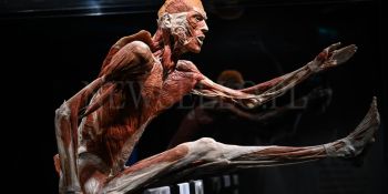 Wystawa Body Worlds w Gdańsku