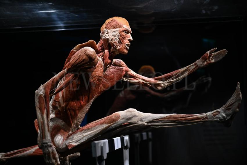 Wystawa Body Worlds w Gdańsku