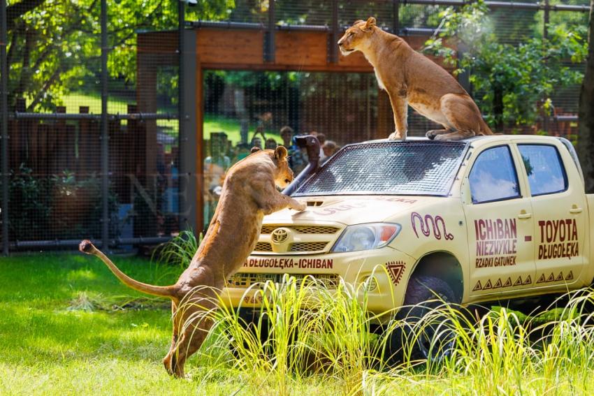 Nowa Lwiarnia we wrocławskim ZOO