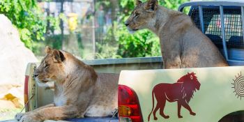 Nowa Lwiarnia we wrocławskim ZOO