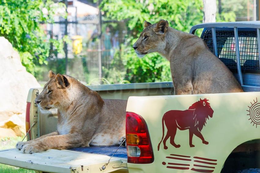 Nowa Lwiarnia we wrocławskim ZOO