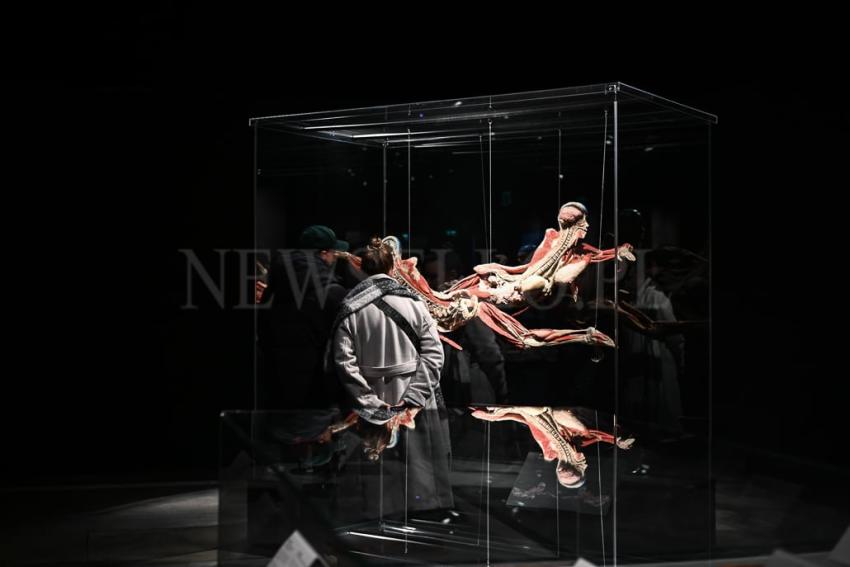 Wystawa Body Worlds w Gdańsku