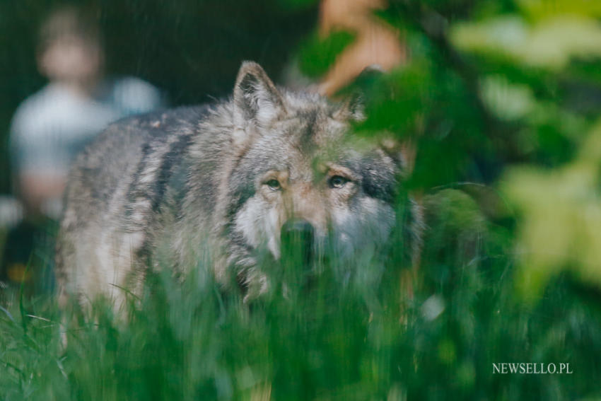 Z wilkami w Zoo Wrocław