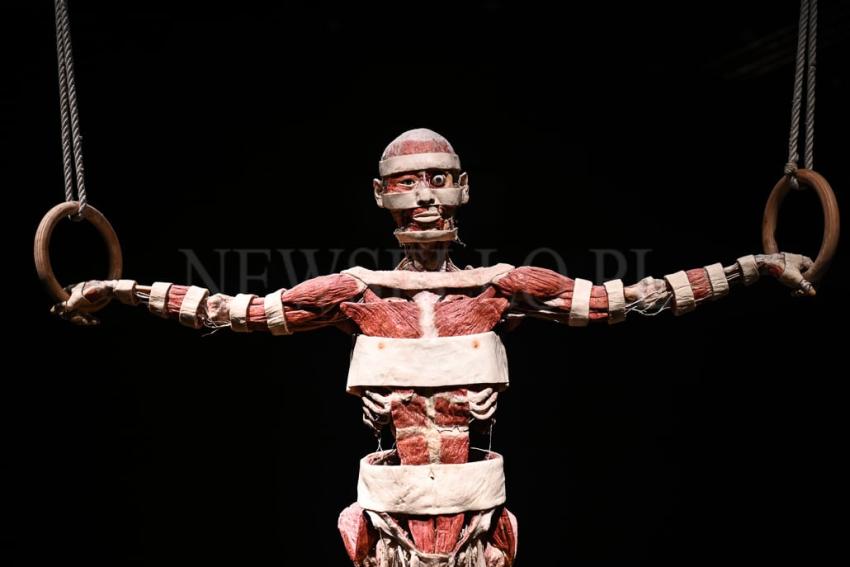 Wystawa Body Worlds w Gdańsku