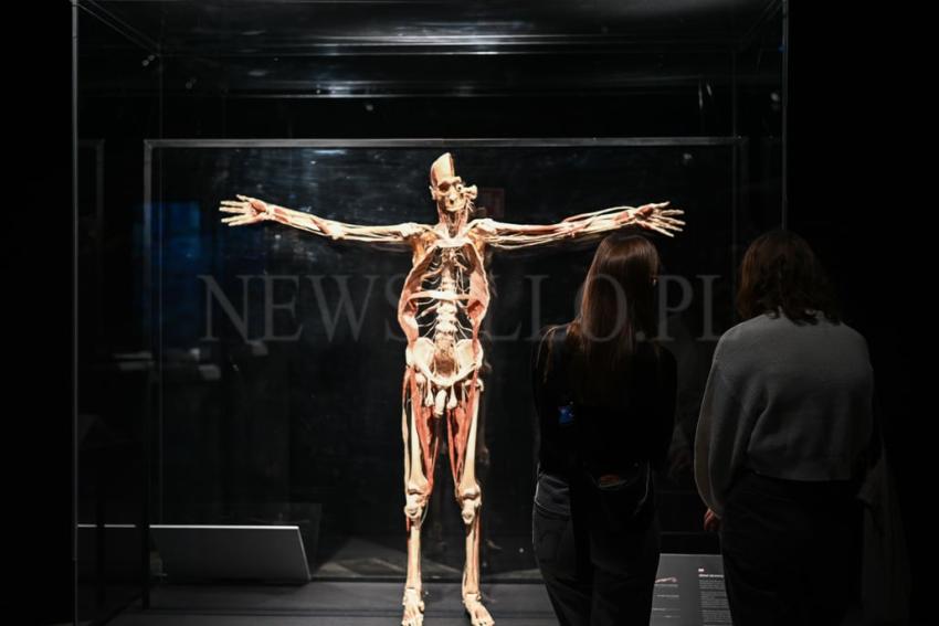 Wystawa Body Worlds w Gdańsku