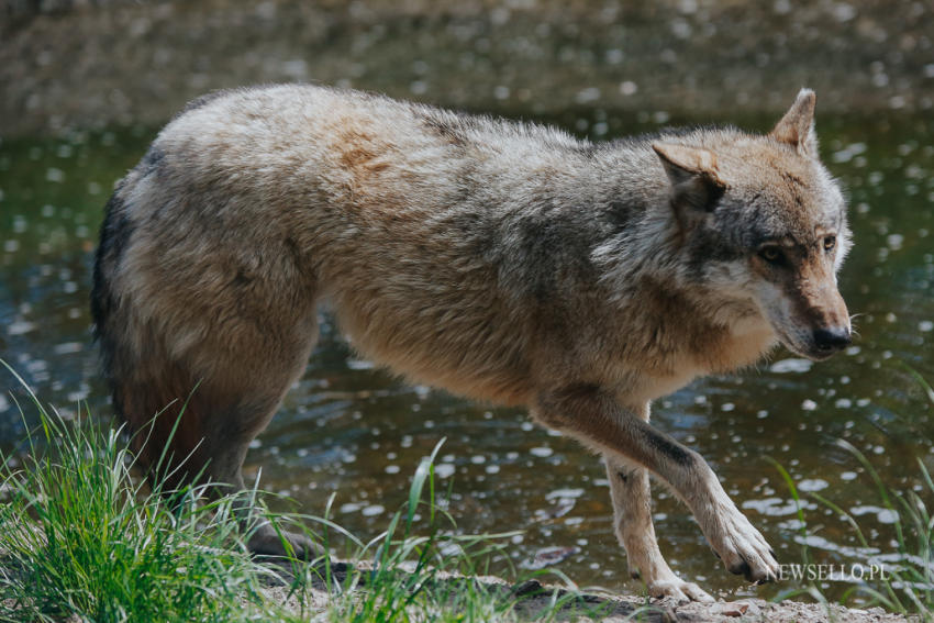 Z wilkami w Zoo Wrocław