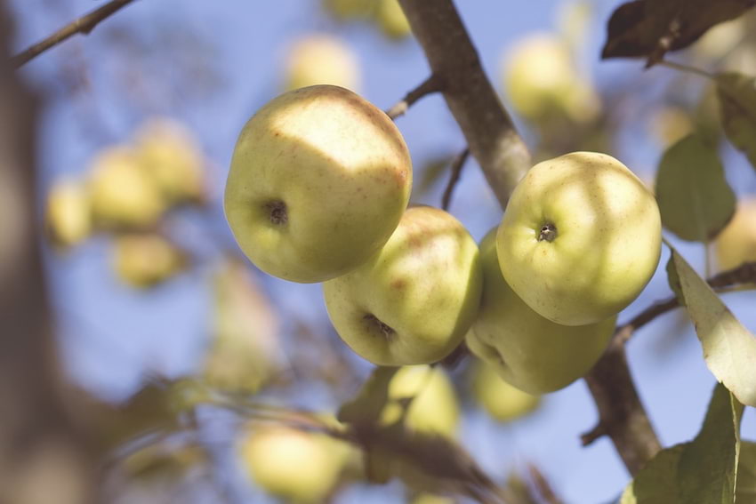 Jabłka obniżają ryzyko wystąpienia otyłości