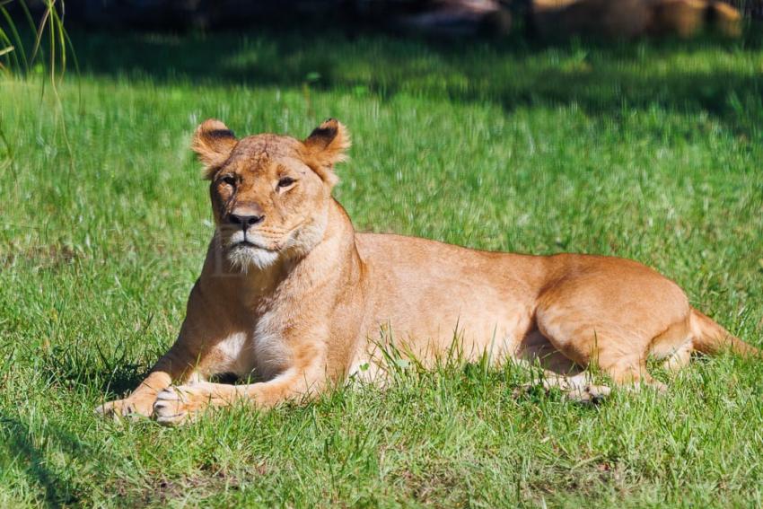 Nowa Lwiarnia we wrocławskim ZOO