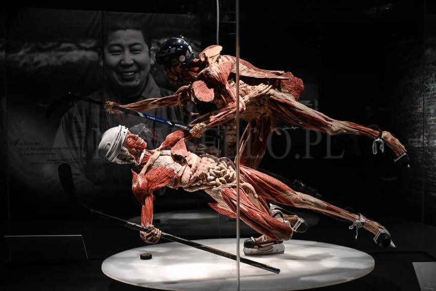 Wystawa Body Worlds w Gdańsku