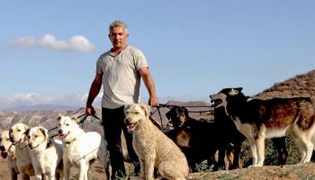 Cesar Millan i psy w nowych programach na Nat Geo People