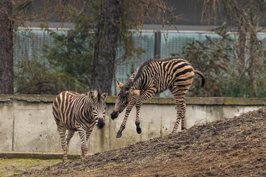 Ogierek zebry Chapmana we wrocławskim ZOO