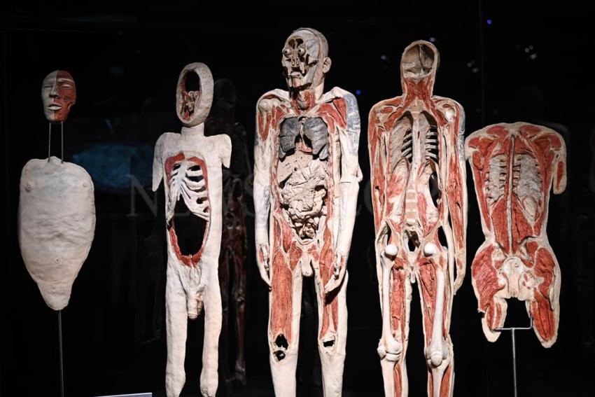 Wystawa Body Worlds w Gdańsku