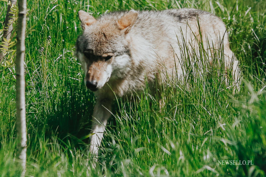 Z wilkami w Zoo Wrocław