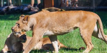 Nowa Lwiarnia we wrocławskim ZOO