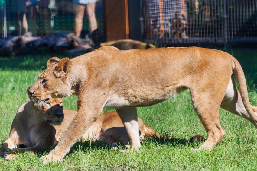 Nowa Lwiarnia we wrocławskim ZOO