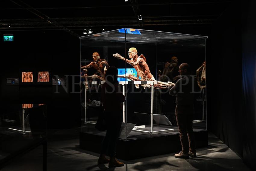 Wystawa Body Worlds w Gdańsku