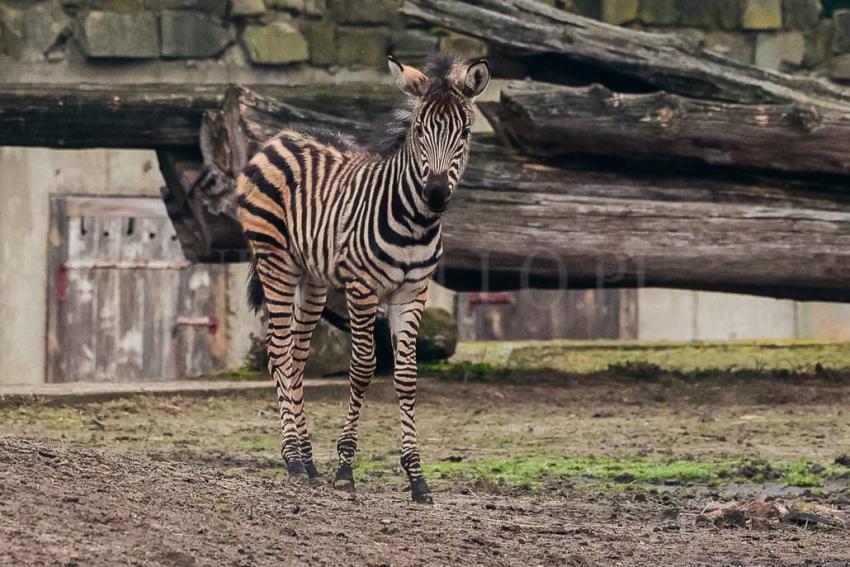 Ogierek zebry Chapmana we wrocławskim ZOO