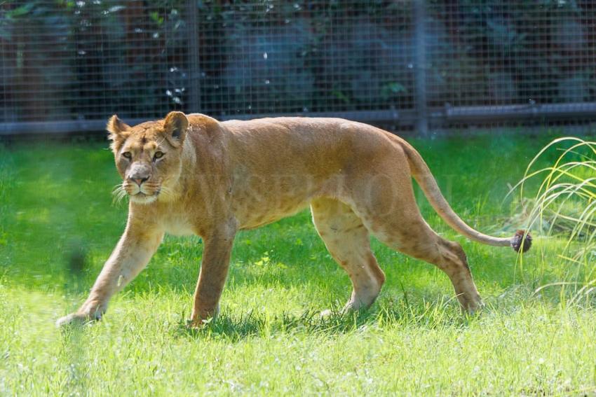 Nowa Lwiarnia we wrocławskim ZOO