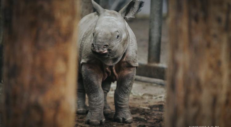 Wrocław: Uroczyste nadanie imienia nosorożcowi indyjskiemu we Wrocławiu