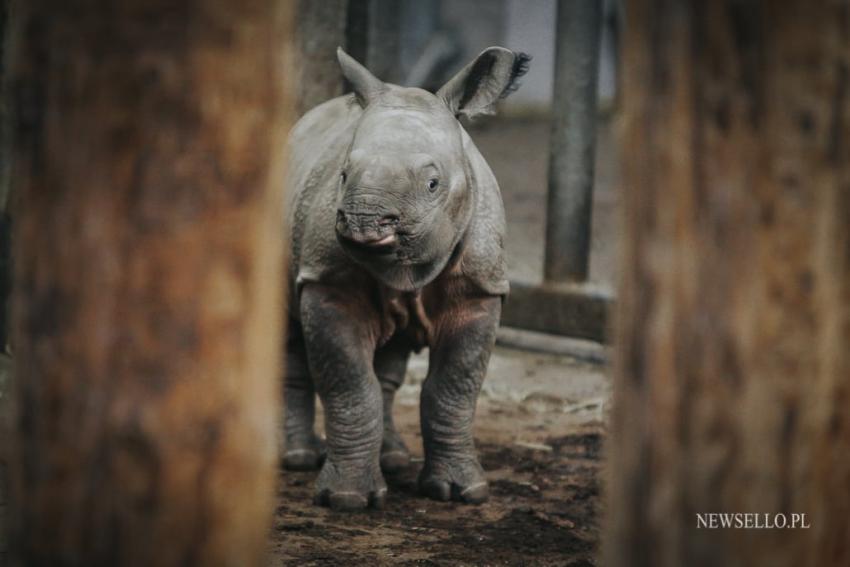 Uroczyste nadanie imienia nosorożcowi indyjskiemu we Wrocławiu
