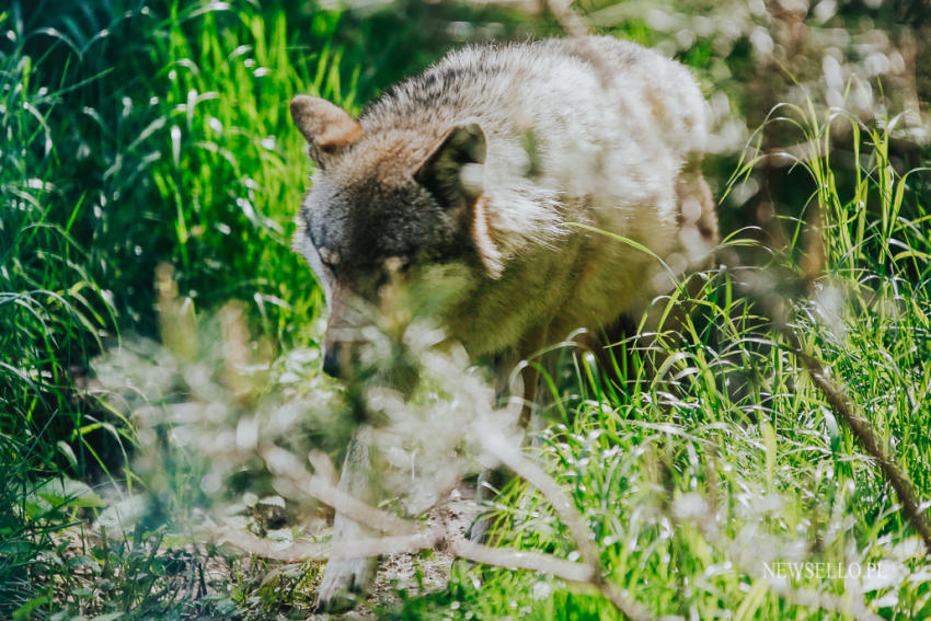 Z wilkami w Zoo Wrocław