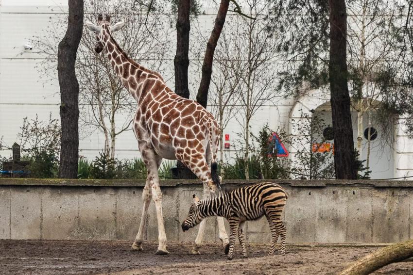 Ogierek zebry Chapmana we wrocławskim ZOO