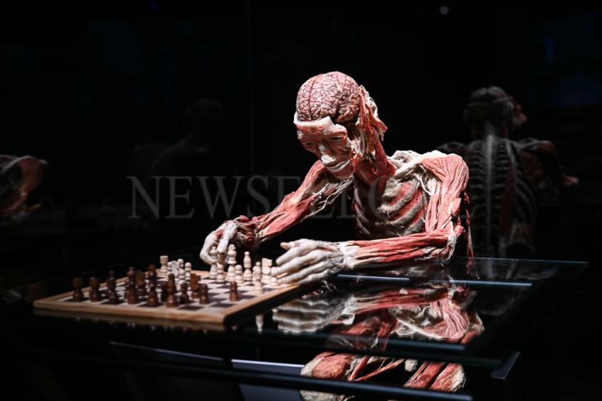 Wystawa Body Worlds w Gdańsku