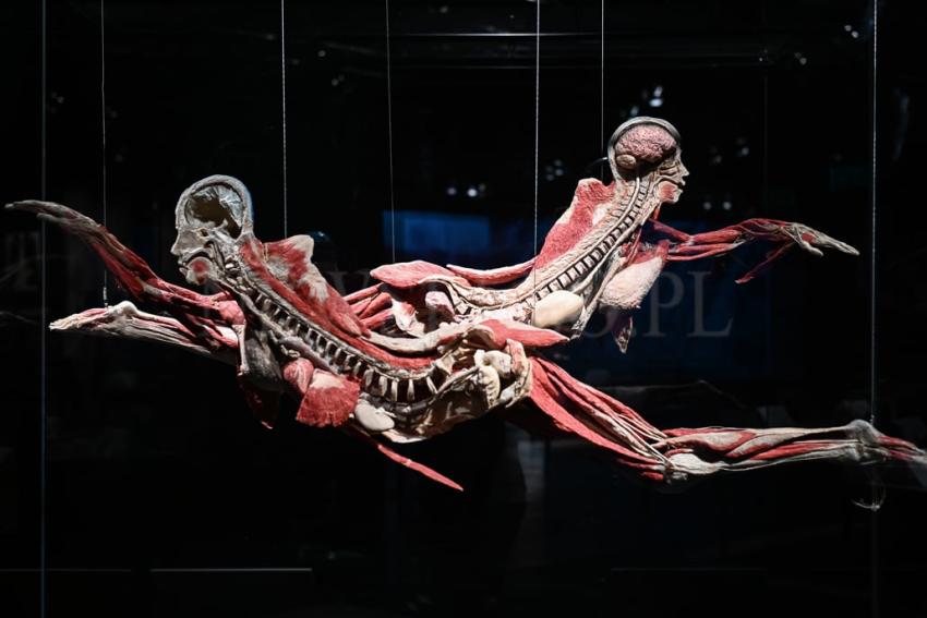 Wystawa Body Worlds w Gdańsku