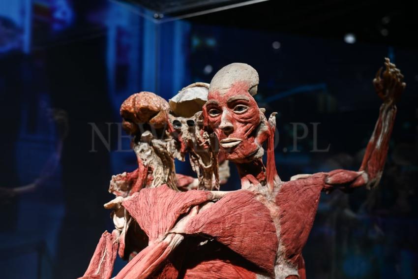 Wystawa Body Worlds w Gdańsku