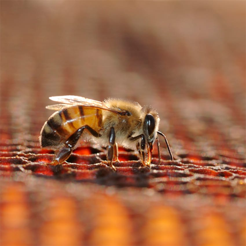 Pszczoły rozwiązaniem  na nowotwory?