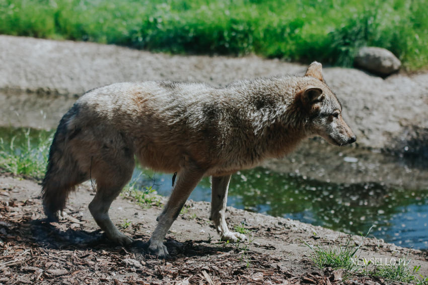 Z wilkami w Zoo Wrocław