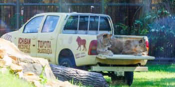 Nowa Lwiarnia we wrocławskim ZOO