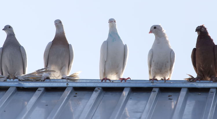 Zabezpiecz dach przed ptakami. Sprawdź jak to zrobić