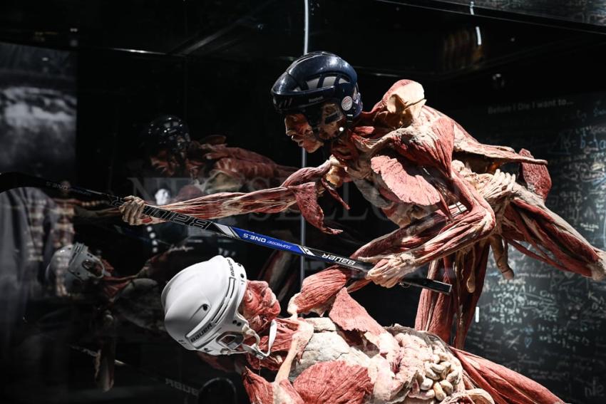 Wystawa Body Worlds w Gdańsku