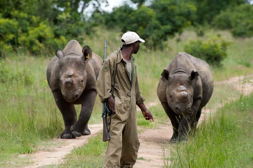 Craghopers włącza się w akcję Tomka Michniewicza by chronić nosorożce