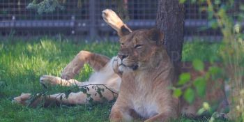 Nowa Lwiarnia we wrocławskim ZOO