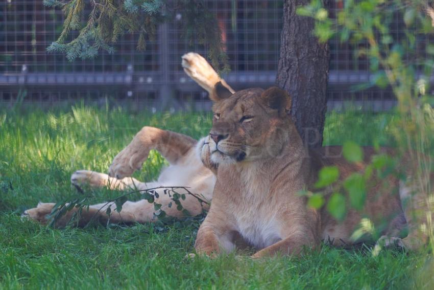 Nowa Lwiarnia we wrocławskim ZOO