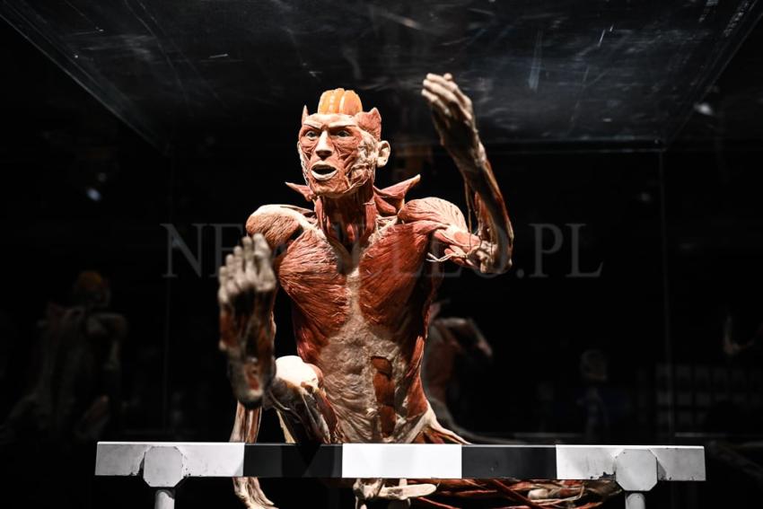 Wystawa Body Worlds w Gdańsku