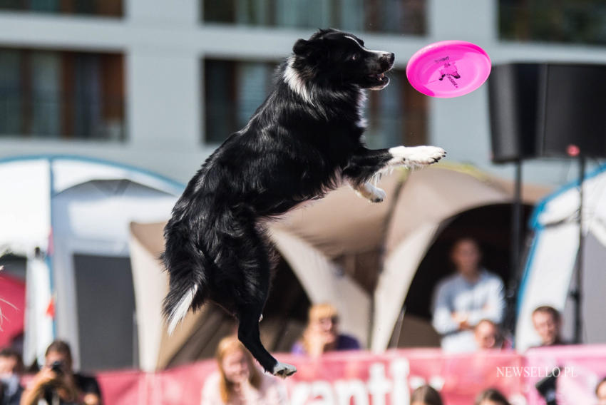 Latające Psy - Warszawa 2019