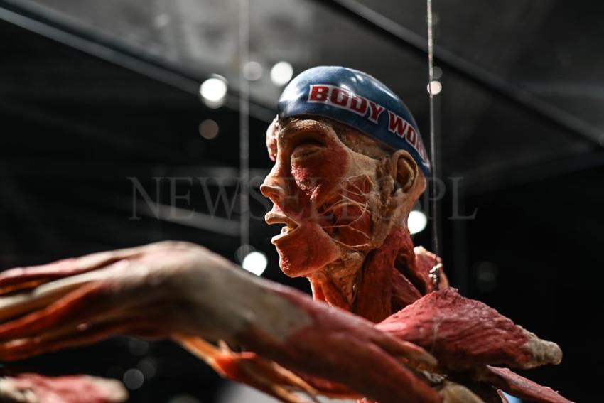 Wystawa Body Worlds w Gdańsku