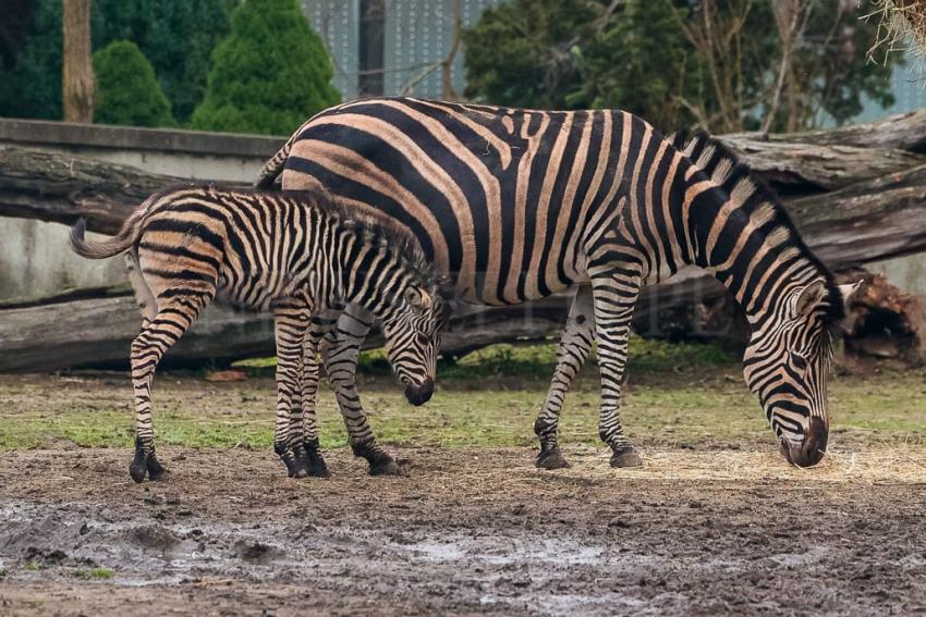 Ogierek zebry Chapmana we wrocławskim ZOO