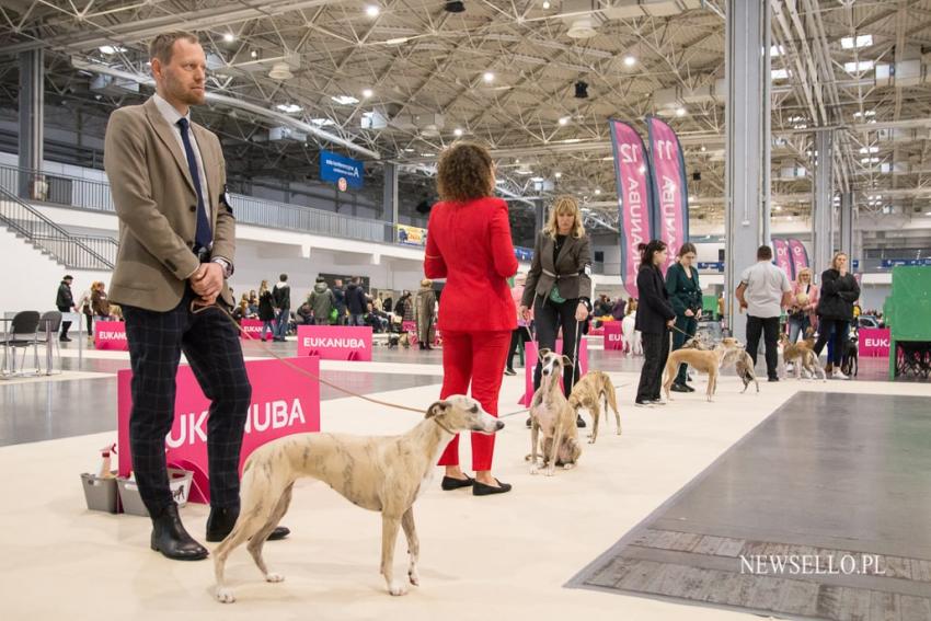 Wystawa psów w Poznaniu 2022