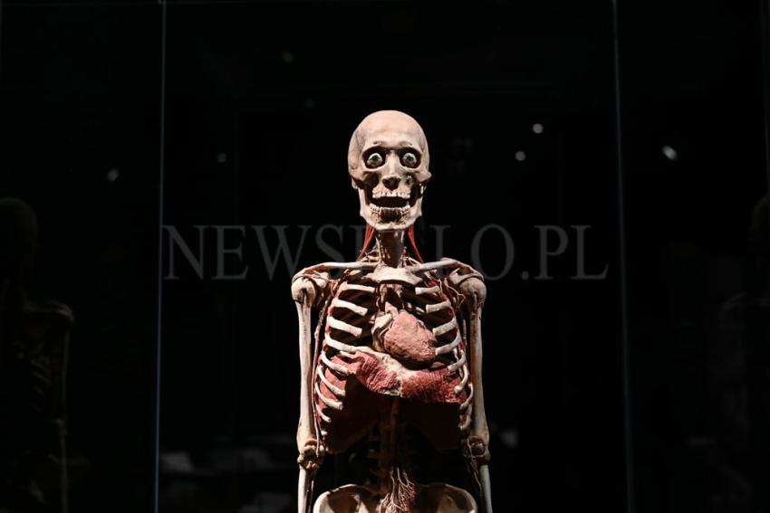 Wystawa Body Worlds w Gdańsku