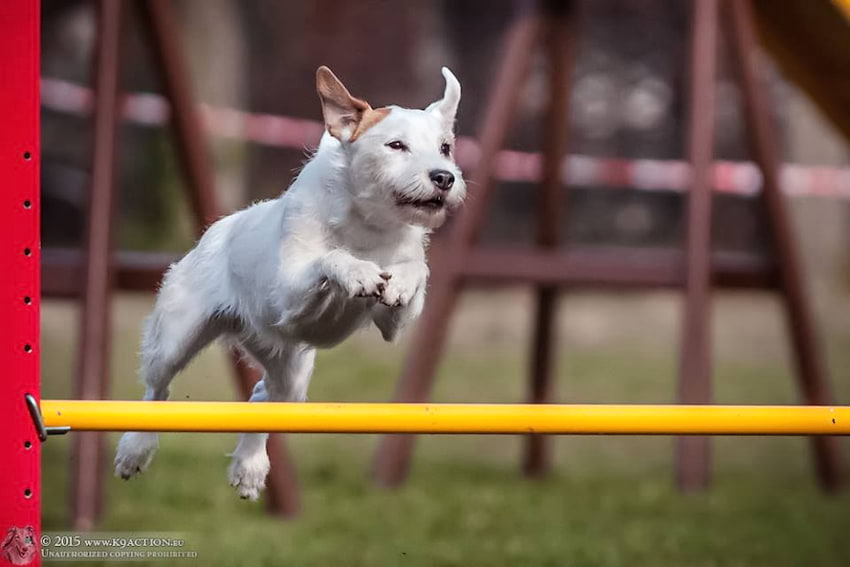 Wielka Partynicka - O złotą podkowę, kwalifikacje Mistrzostw Świata Agility