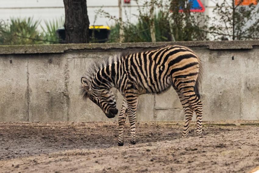 Ogierek zebry Chapmana we wrocławskim ZOO