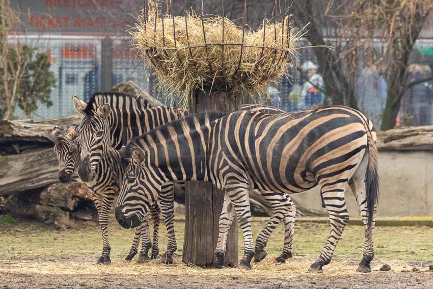 Ogierek zebry Chapmana we wrocławskim ZOO