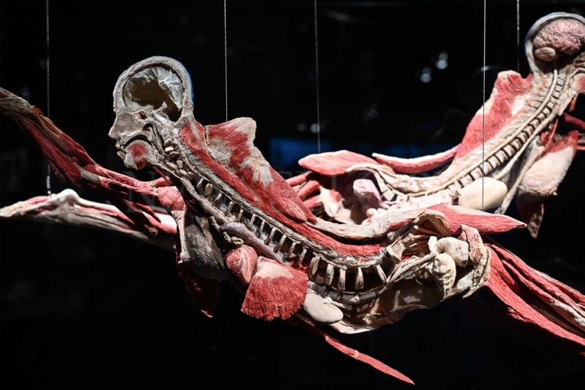 Wystawa Body Worlds w Gdańsku