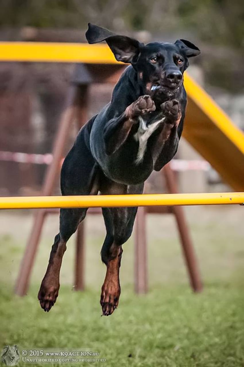 Wielka Partynicka - O złotą podkowę, kwalifikacje Mistrzostw Świata Agility