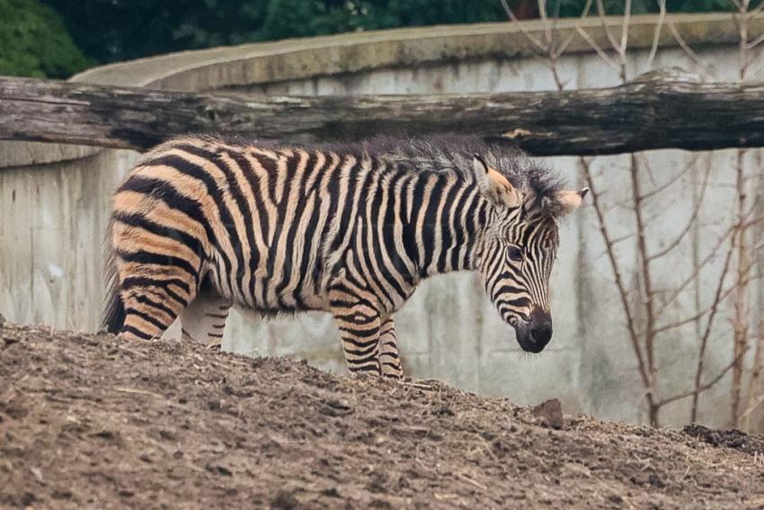 Ogierek zebry Chapmana we wrocławskim ZOO