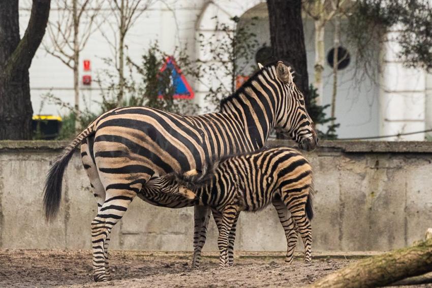 Ogierek zebry Chapmana we wrocławskim ZOO